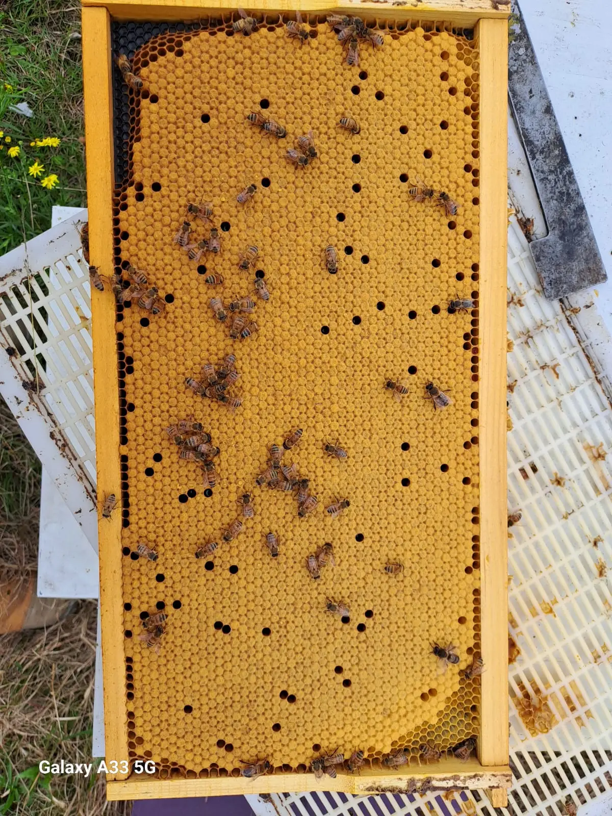 Lavoro in apiario in Australia