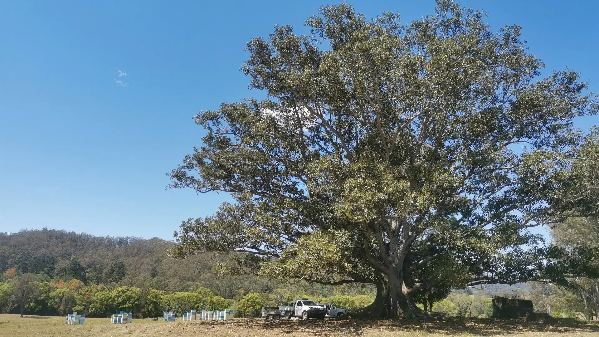 Dettaglio natura australiana